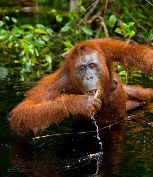 Jeden Orangutan Indonésie. — Stock fotografie