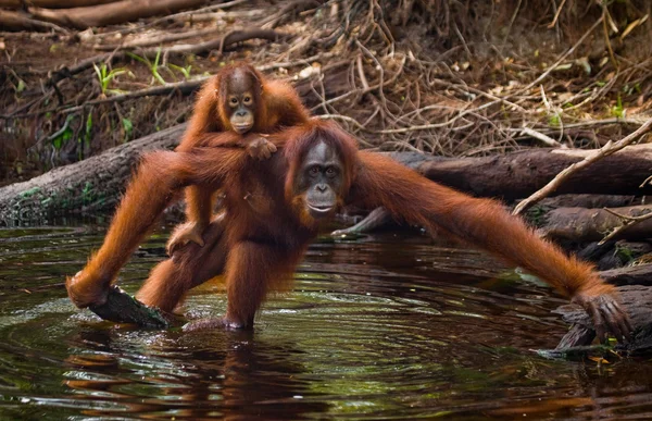 Orangutan anne ve bebek — Stok fotoğraf