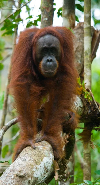 Un orangután Indonesia . — Foto de Stock