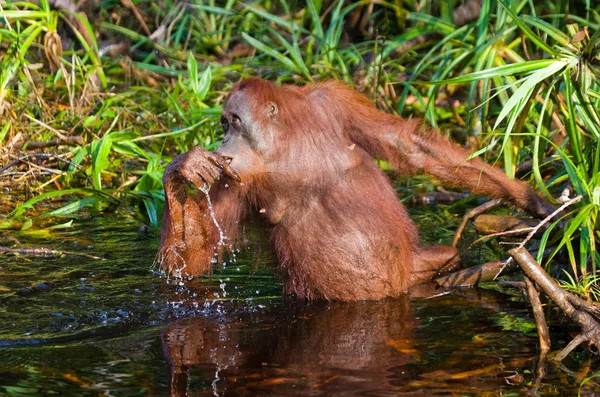 One Orangutan  Indonesia. — Stock Photo, Image