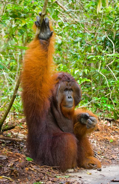 Orangután macho alfa —  Fotos de Stock
