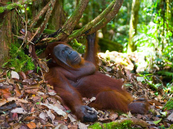 Un orangután Indonesia . — Foto de Stock