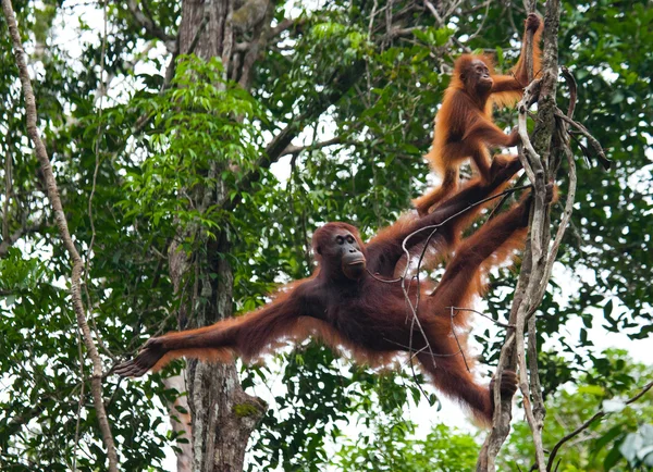 Madre Orangutan con cucciolo — Foto Stock