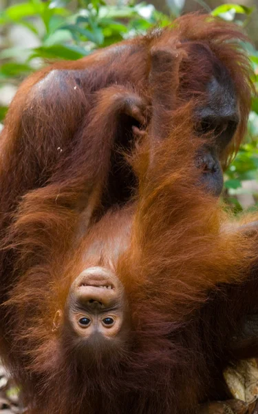 Orangutan mother and baby — Stock Photo, Image