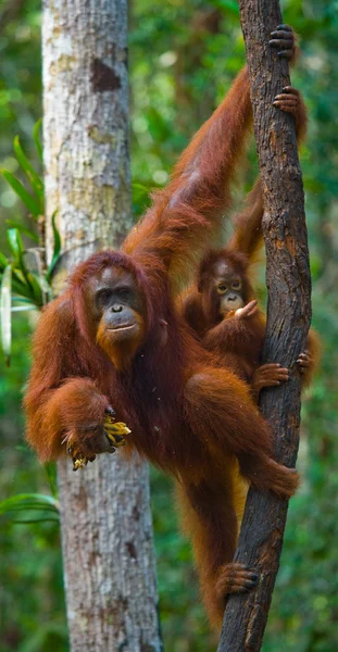 Mother Orangutan with cub