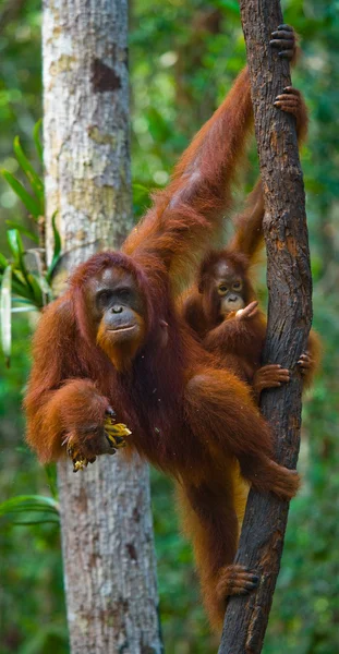 Anne Orangutan yavrusu ile — Stok fotoğraf