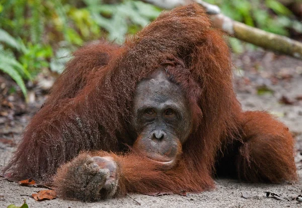 Un orangután Indonesia . — Foto de Stock