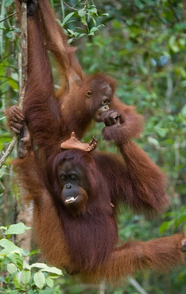 Orangutan anne ve bebek — Stok fotoğraf