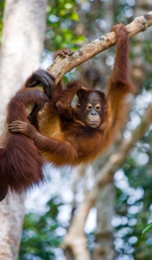 Bebek Orangutan, Endonezya.