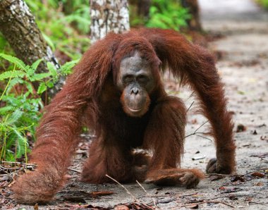 One Orangutan  Indonesia. clipart