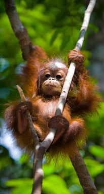 Bebek Orangutan, Endonezya.