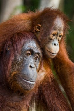 Anne Orangutan yavrusu ile