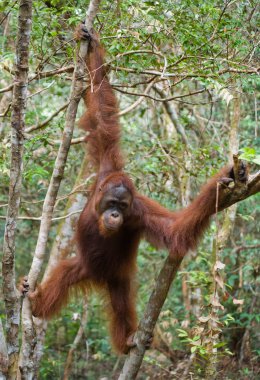 Bir Orangutan Endonezya.