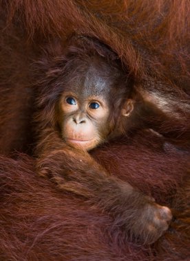 Orangutang (Pongo) bebek. Endonezya.