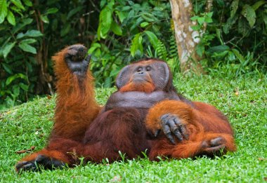 Alfa erkek orangutan