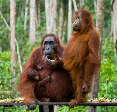 Orangutan ailesi, Endonezya.