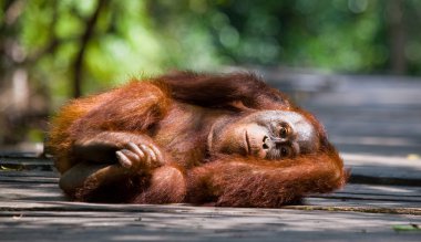 Bir Orangutan Endonezya.