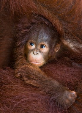 Orangutang (Pongo) bebek. Endonezya.