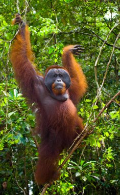 Alfa erkek orangutan