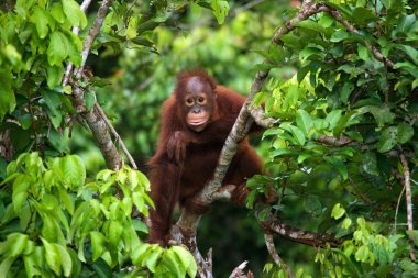 Bebek Orangutan, Endonezya.