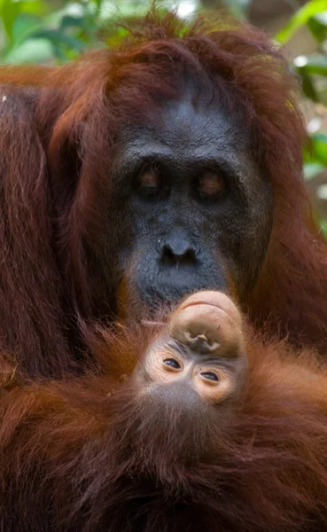 Orangutan anne ve bebek — Stok fotoğraf