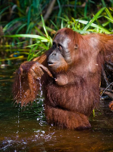 Un Orangutan Indonesia . — Foto Stock