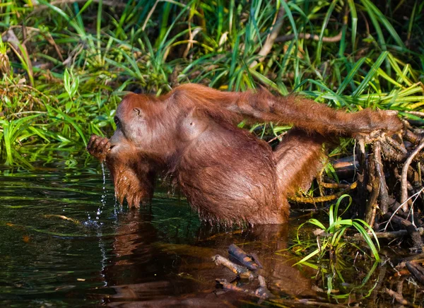 1 つのオランウータン インドネシア. — ストック写真