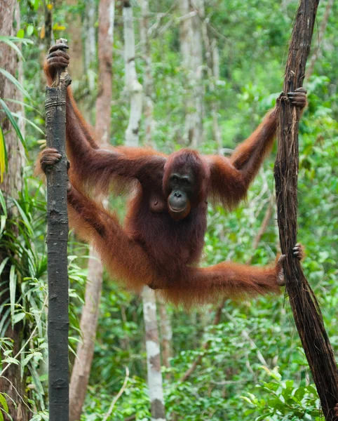 Jeden Orangutan Indonésie. — Stock fotografie