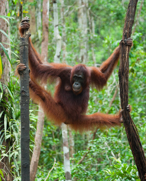 One Orangutan  Indonesia.