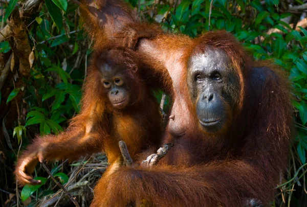 連れた母オランウータン — ストック写真