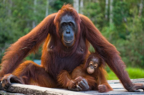 Orangutan matka a dítě — Stock fotografie