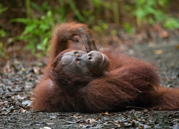 One Orangutan  Indonesia. — Stock Photo, Image