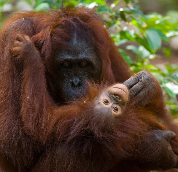 Orangutang mor och barn — Stockfoto