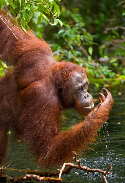 One Orangutan  Indonesia. — Stock Photo, Image