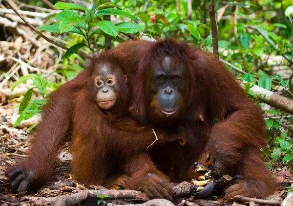 Orangutan madre e bambino — Foto Stock