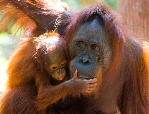 Orangutan anne ve bebek — Stok fotoğraf