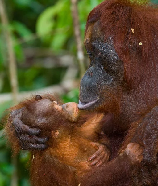 Moeder orang-oetan met cub — Stockfoto