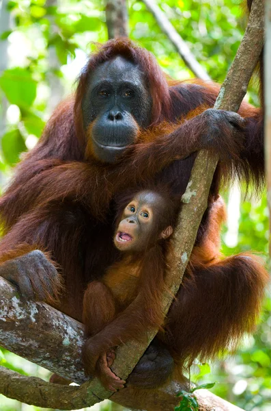A kölyök anyja orangután — Stock Fotó