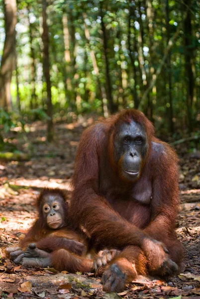 Mother Orangutan with cub