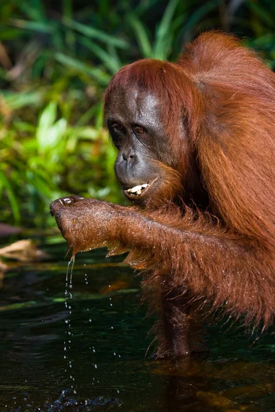 One Orangutan  Indonesia. — Stock Photo, Image