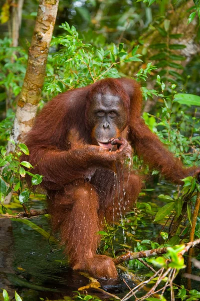 One Orangutan  Indonesia. — Stock Photo, Image