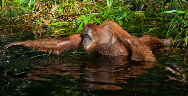 Yksi Orangutan Indonesia . — kuvapankkivalokuva
