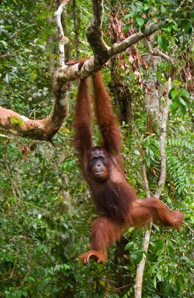 Bir Orangutan Endonezya. — Stok fotoğraf