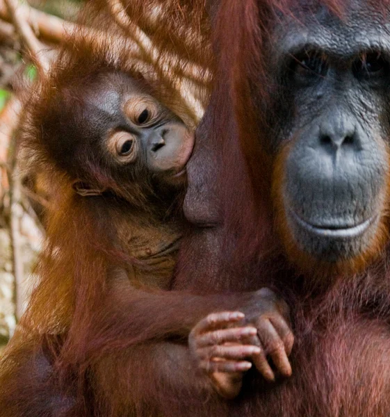 Mor orangutang med unge — Stockfoto