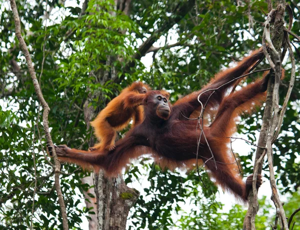 連れた母オランウータン — ストック写真