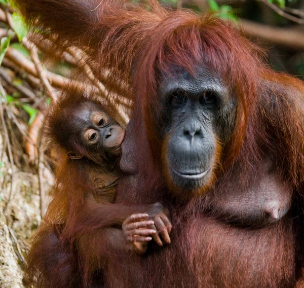 Madre y bebé orangután — Foto de Stock