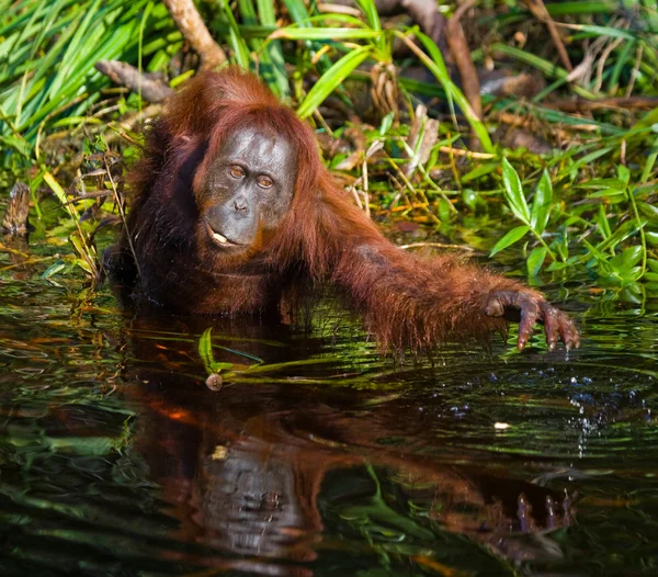 Bir Orangutan Endonezya. — Stok fotoğraf