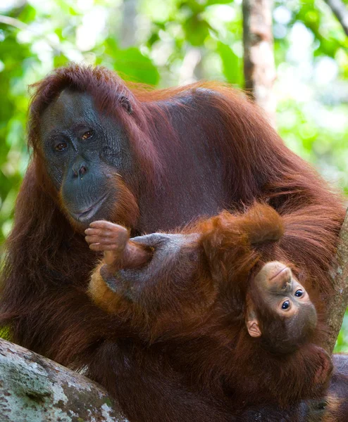 Madre Orangutan con cucciolo — Foto Stock