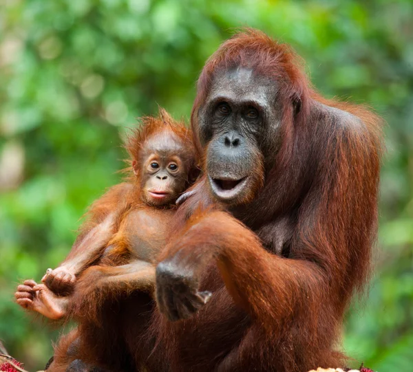 Anne Orangutan yavrusu ile — Stok fotoğraf