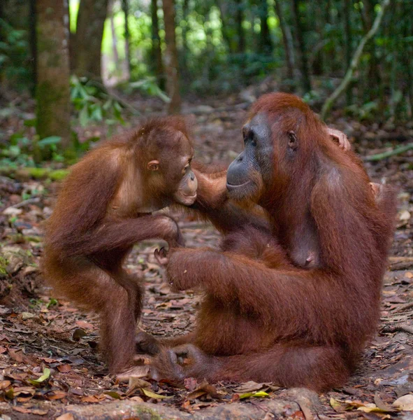 Mor orangutang med unge — Stockfoto